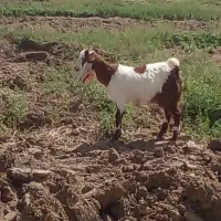 بز و بزغاله معاوضه با بره