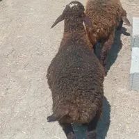 بره نر افشاری تمیز