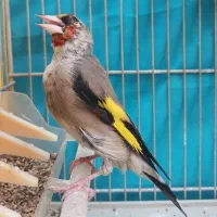 سهره کرمونی مس خون