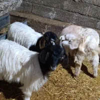 سه عدد بزغاله ماده