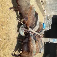 سلام دوستان عزیز