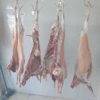 سوپرگوشت کهره بره بز میش.گوساله شتر|حیوانات مزرعه|فراشبند, |دیوار