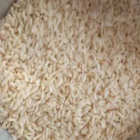 برنج بیرانشهر