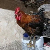 خروس جوان