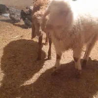 بره نر|حیوانات مزرعه|تیمور آباد, |دیوار