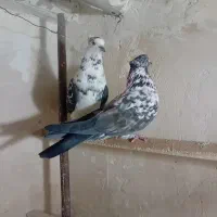 نرو ماده پرشی