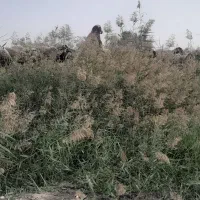 فروش قوچ ترکمنی کاربلد ۳ساله|حیوانات مزرعه|بهشهر, |دیوار