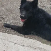 واگذاری سگ ماده