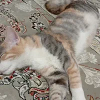 واگذاری گربه خانگی|گربه|علی‌آباد کتول, |دیوار