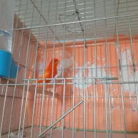 قناری نر و ماده|پرنده|سنقر, |دیوار