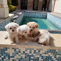 سگ شیتزو تریر