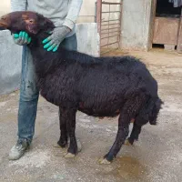 قوچ قزل افشار|حیوانات مزرعه|لالجین, |دیوار