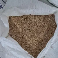 گندم دیم