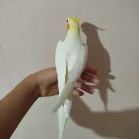 عروس هلندی نر لوتینو سخنگو|پرنده|فردیس, فردیس|دیوار