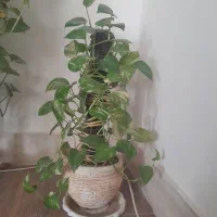 گل وگیاه طبیعی