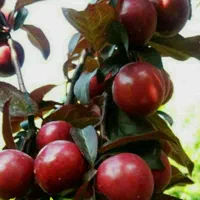 پیش فروش نهال گوجه قرمز آمریکایی