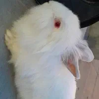 خرگوش