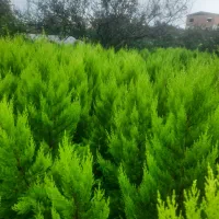 کاج لاوسون طلایی و یاس هلندی و شمشاد طلایی گلدونی|خدمات باغبانی و درختکاری|قائمشهر, |دیوار