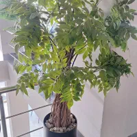 فروش گل تزئینی|گل مصنوعی|آستارا, |دیوار