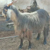 بز آبستن