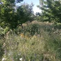 فروش زمین کشاورزی وباغ