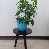 گیاهان آپارتمانی با گلدان های زیبا قیمت مناسب