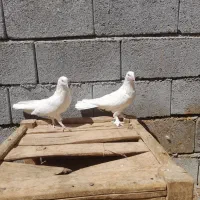 سفیدپرپرپردرجه یک
