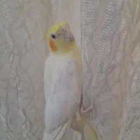 عروس هلندی دستی|پرنده|مشهد, شهید قربانی|دیوار