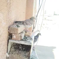 جوجه سار|پرنده|تربتحیدریه, شهرک ولیعصر|دیوار