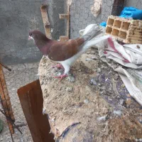 شیرازی بسته|پرنده|باوی, |دیوار