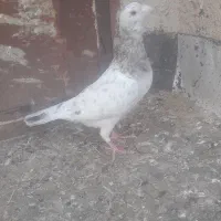 سار کله هما
