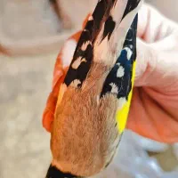 سهره.  مرغ عشق  قناری  کفتر