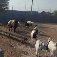 بز و میش|حیوانات مزرعه|حاجی آباد, |دیوار