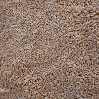گندم بذری دیم کیلویی ۳۰تومان