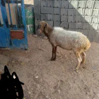 میش