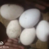 تخم بوقلمون