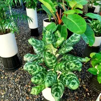 گلهای آپارتمانی|گل و گیاه طبیعی|گلپایگان, |دیوار