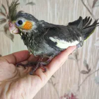 فروش عروس هلندی مولد|پرنده|شیراز, صنایع الکترونیک|دیوار