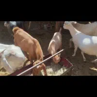 بز کره|حیوانات مزرعه|رفسنجان, |دیوار