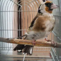 سهره|پرنده|شیراز, شاپورجان|دیوار