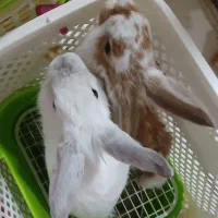 خرگوش لوپ