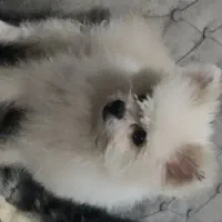 سگ پاکوتاه|سگ|سبزوار, قائم|دیوار