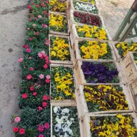 خدمات باغبانی سم پاشی سرتاسر تهران|خدمات باغبانی و درختکاری|تهران, گلستان (شهرک راه آهن)|دیوار