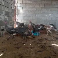 بوقلمون|حیوانات مزرعه|خورموج, |دیوار