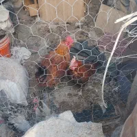 فروش ۳عددخروس|پرنده|سیرجان, |دیوار