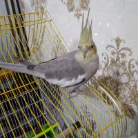 نروماده|پرنده|نجفآباد, امام خمینی|دیوار