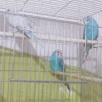 مرغ عشق آماده جوجه کشی|پرنده|ری, ظهیرآباد|دیوار