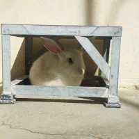 خرگوش لوپ|موش و خرگوش|کرمانشاه, |دیوار