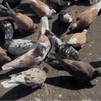 کبوتر کفتر سرور هما پشت زرد شازده شمرونی