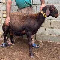 بره قوچ های ژندار افشار همو و هترو